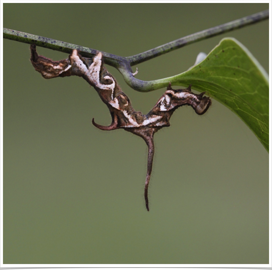 Phyprosopus callitrichoides
Curve-lined Owlet
Talladega County, Alabama